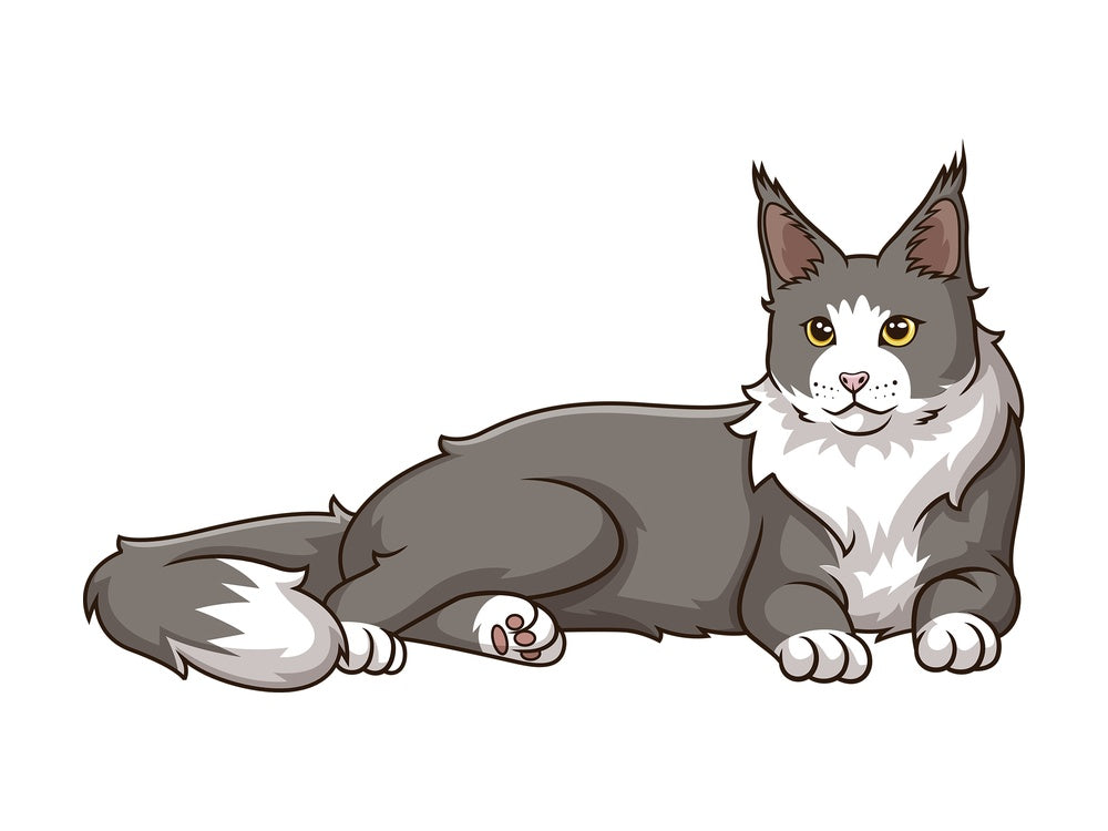 Maine coon cat lying down. PNG - JPG and vector EPS (infinitely scalable).