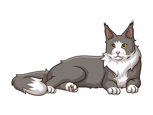 Maine coon cat lying down. PNG - JPG and vector EPS (infinitely scalable).