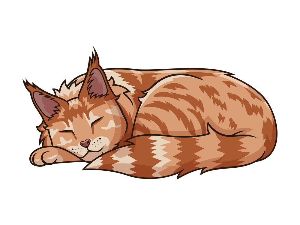 Maine coon cat sleeping. PNG - JPG and vector EPS (infinitely scalable).