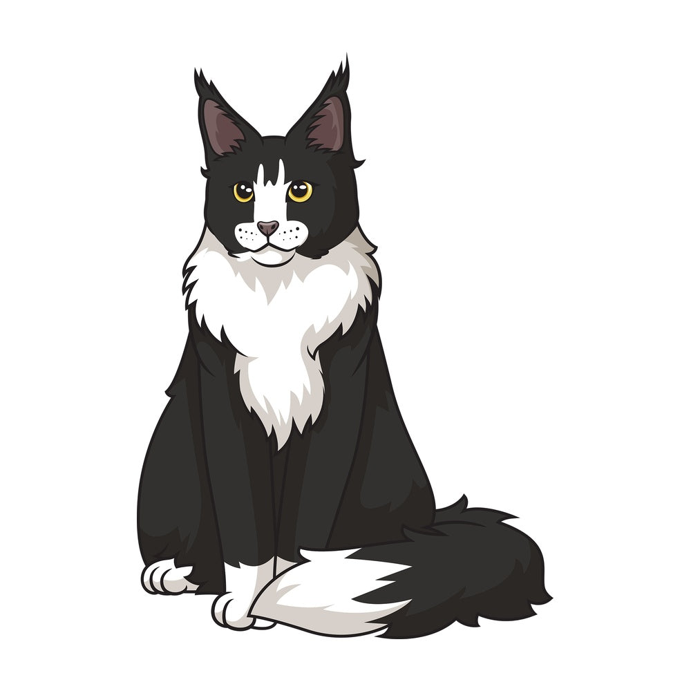 Maine coon cat sitting. PNG - JPG and vector EPS (infinitely scalable).