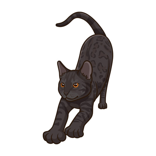 Black bengal cat stretching. PNG - JPG and vector EPS (infinitely scalable).