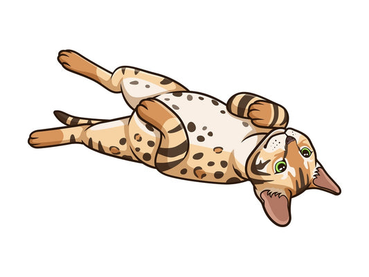 Bengal cat lying on its back. PNG - JPG and vector EPS (infinitely scalable).