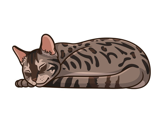 Bengal cat sleeping. PNG - JPG and vector EPS (infinitely scalable).