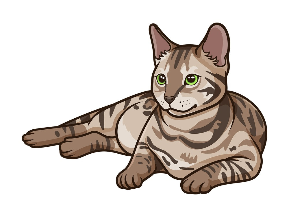 Curious bengal cat. PNG - JPG and vector EPS (infinitely scalable).