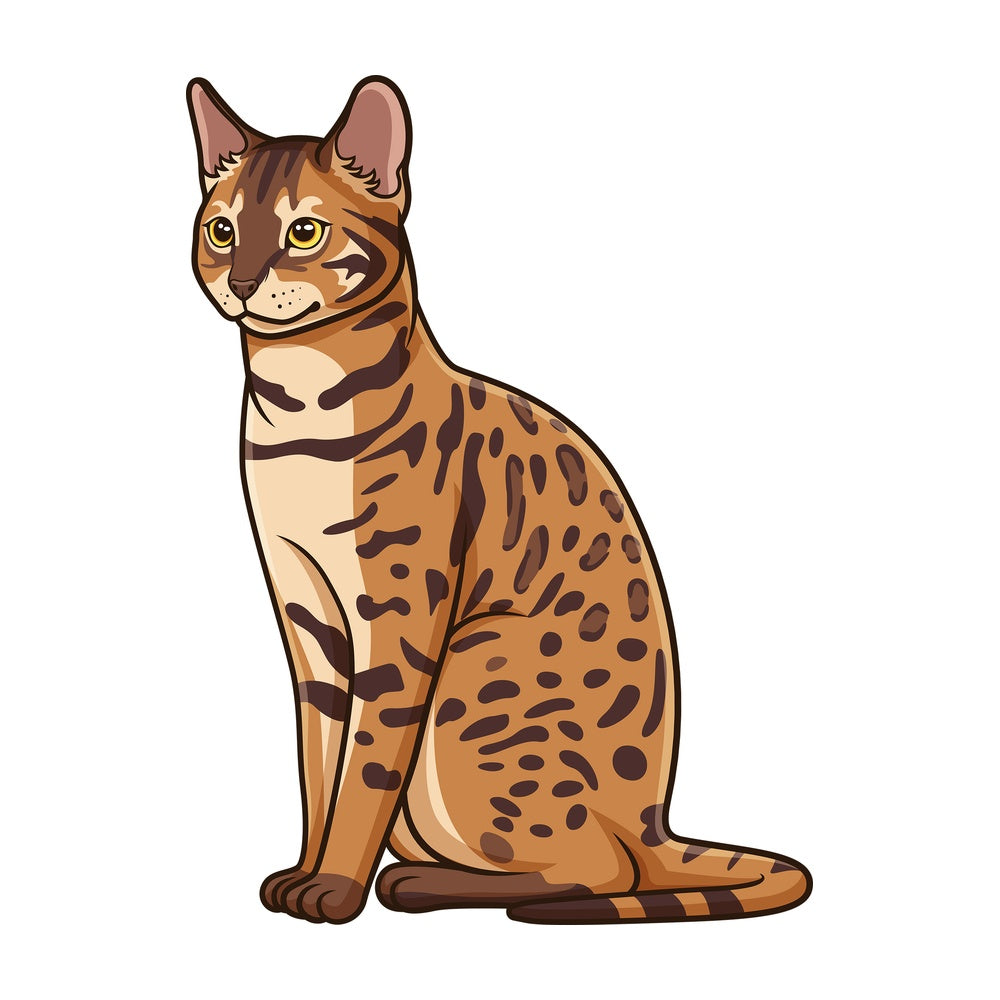 Bengal cat sitting. PNG - JPG and vector EPS (infinitely scalable).