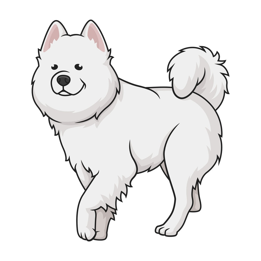 Samoyed walking. PNG - JPG and vector EPS (infinitely scalable).