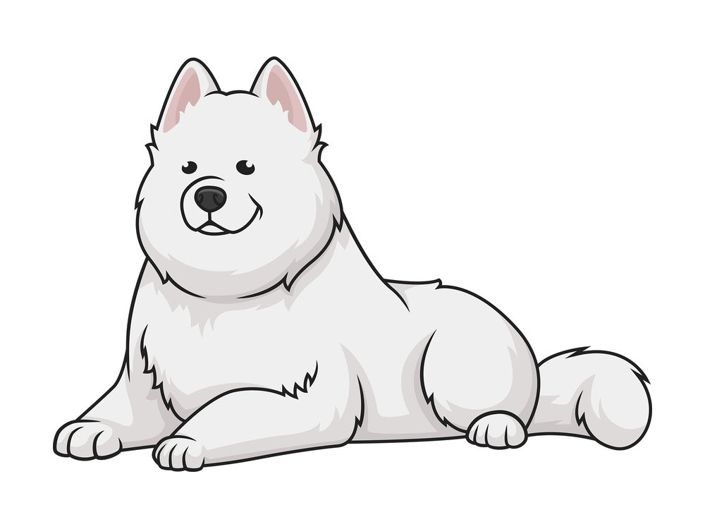 Samoyed lying down. PNG - JPG and vector EPS (infinitely scalable).