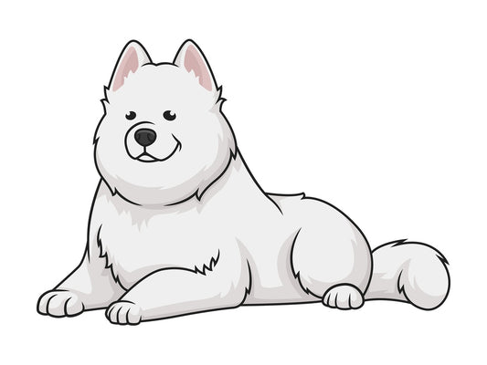Samoyed lying down. PNG - JPG and vector EPS (infinitely scalable).