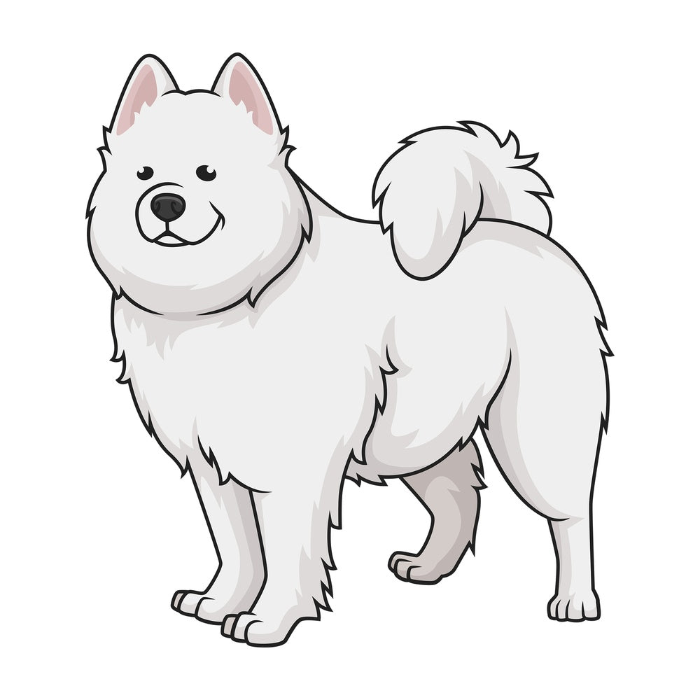 Gorgeous samoyed dog. PNG - JPG and vector EPS