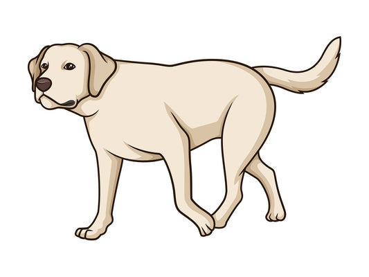 Labrador retriever walking. PNG - JPG and vector EPS (infinitely scalable).