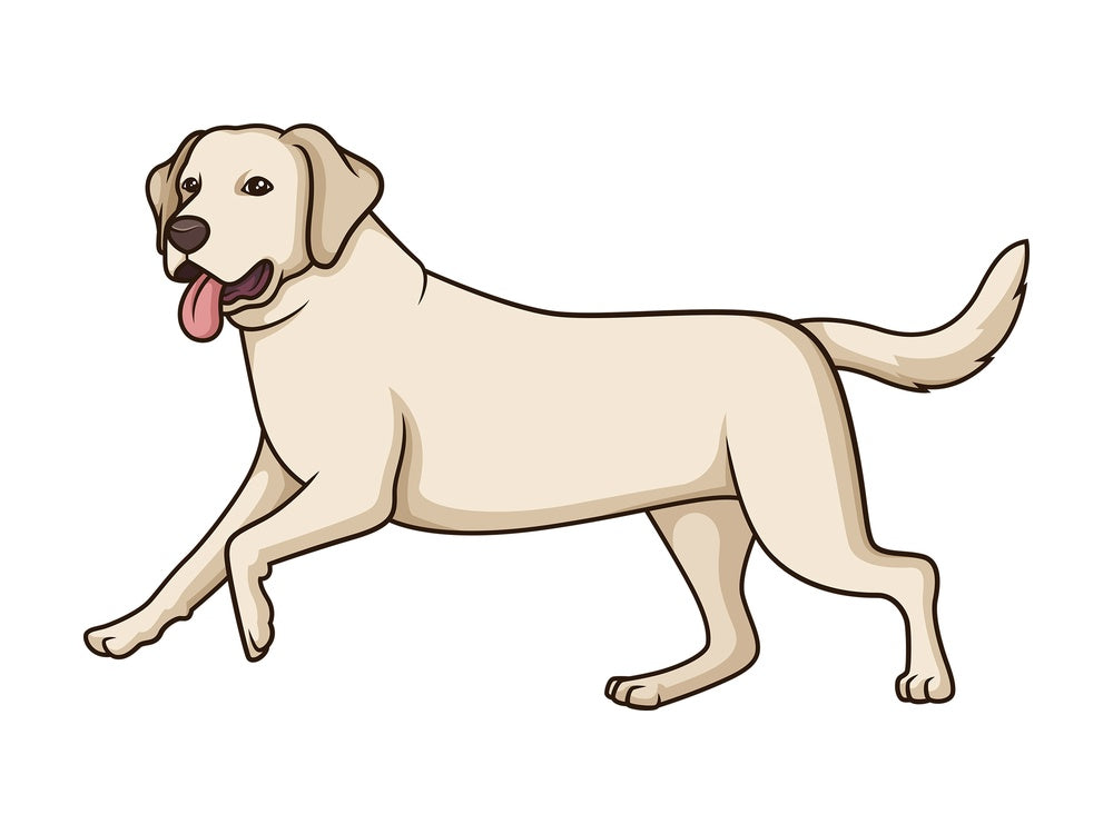 Labrador retriever running. PNG - JPG and vector EPS (infinitely scalable).