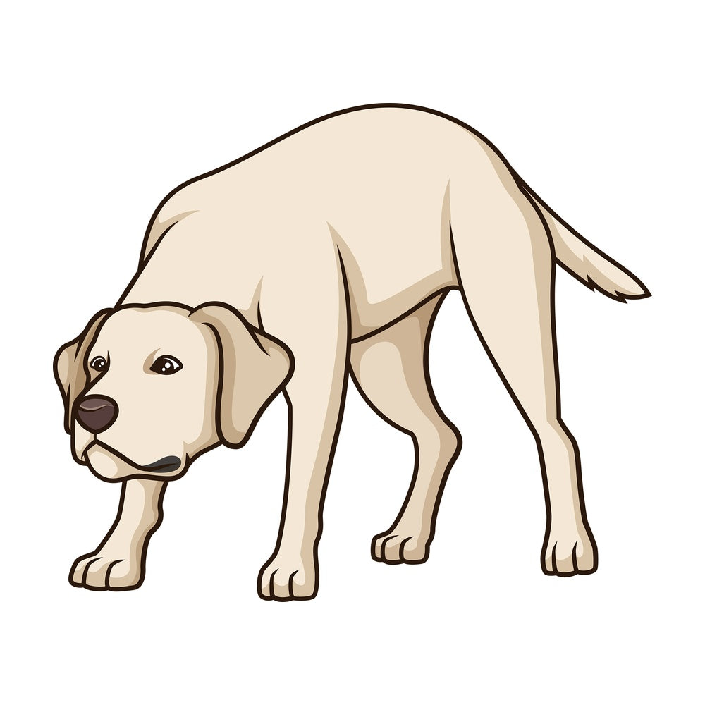 Labrador retriever sniffing. PNG - JPG and vector EPS (infinitely scalable).