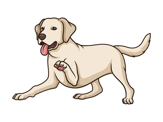 Playful labrador retriever. PNG - JPG and vector EPS (infinitely scalable).
