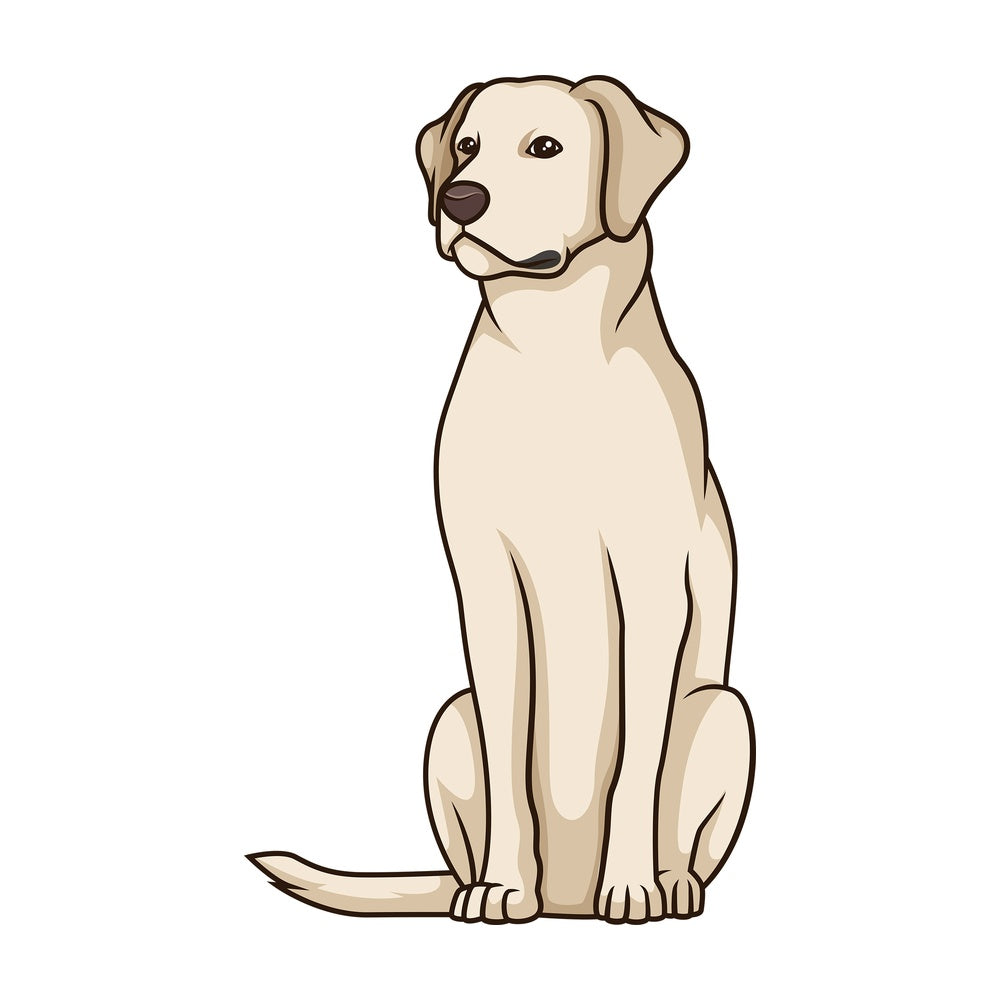Obedient labrador retriever sitting. PNG - JPG and vector EPS (infinitely scalable).