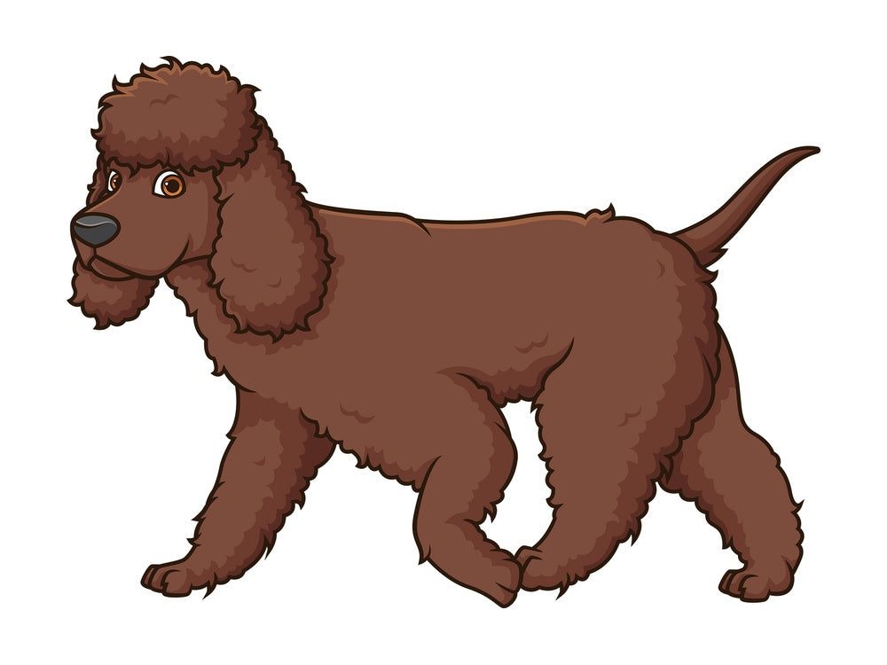 Irish water spaniel walking. PNG - JPG and vector EPS (infinitely scalable).