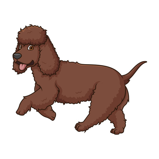 Irish water spaniel running. PNG - JPG and vector EPS (infinitely scalable).