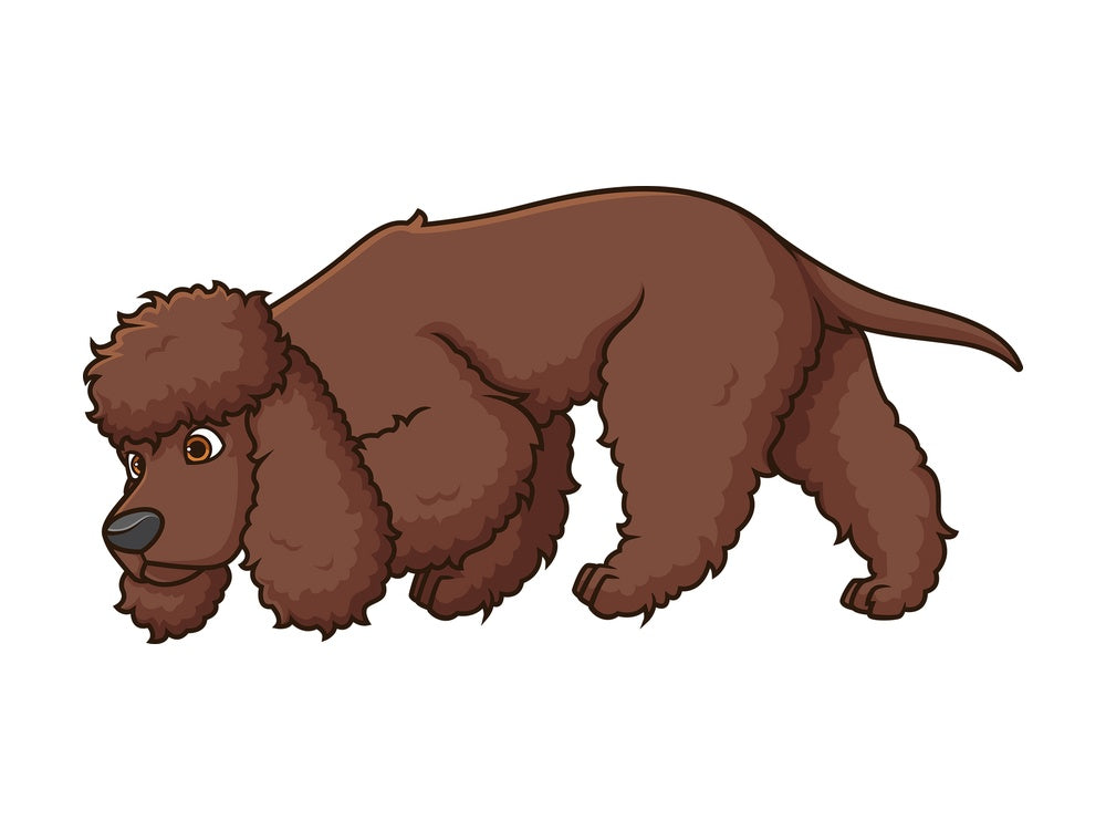 Irish water spaniel sniffing. PNG - JPG and vector EPS (infinitely scalable).