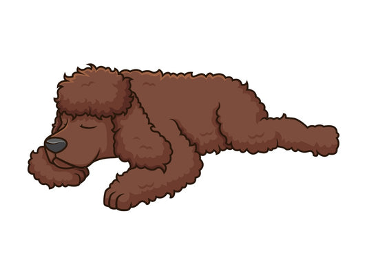 Sleeping irish water spaniel. PNG - JPG and vector EPS (infinitely scalable).