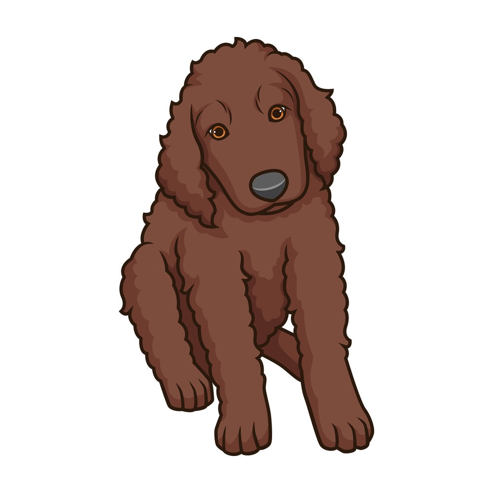 Cute irish water spaniel puppy. PNG - JPG and vector EPS (infinitely scalable).