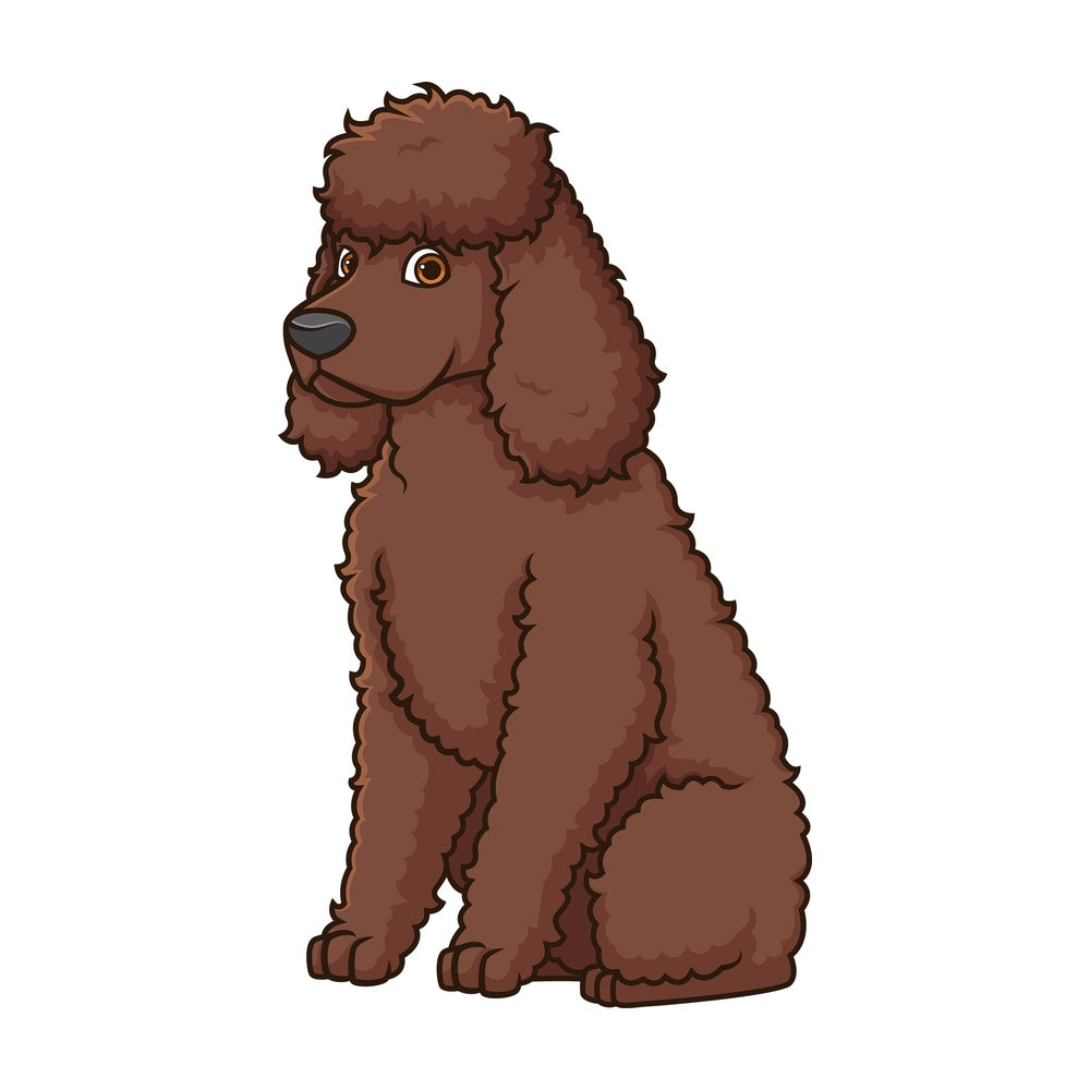 Obedient irish water spaniel sitting. PNG - JPG and vector EPS (infinitely scalable).