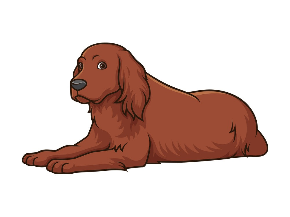 Irish setter lying down. PNG - JPG and vector EPS (infinitely scalable).