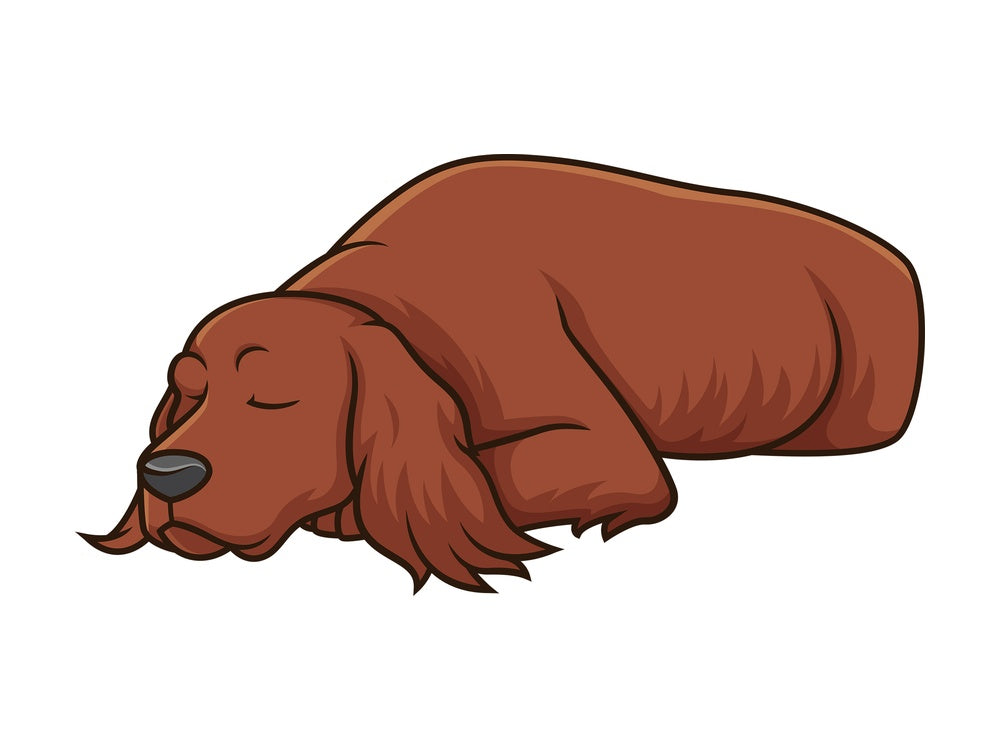 Sleeping irish setter. PNG - JPG and vector EPS (infinitely scalable).