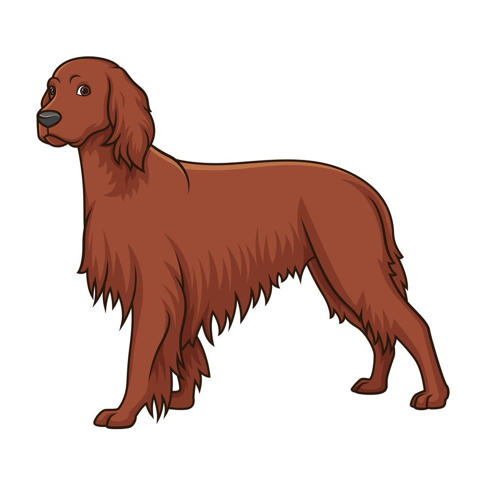Gorgeous irish setter. PNG - JPG and vector EPS (infinitely scalable).
