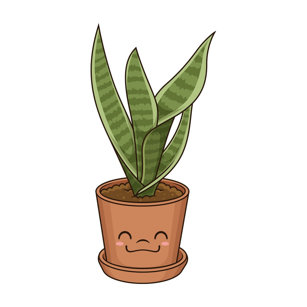 Kawaii dracaena trifasciata. PNG - JPG and vector EPS (infinitely scalable).