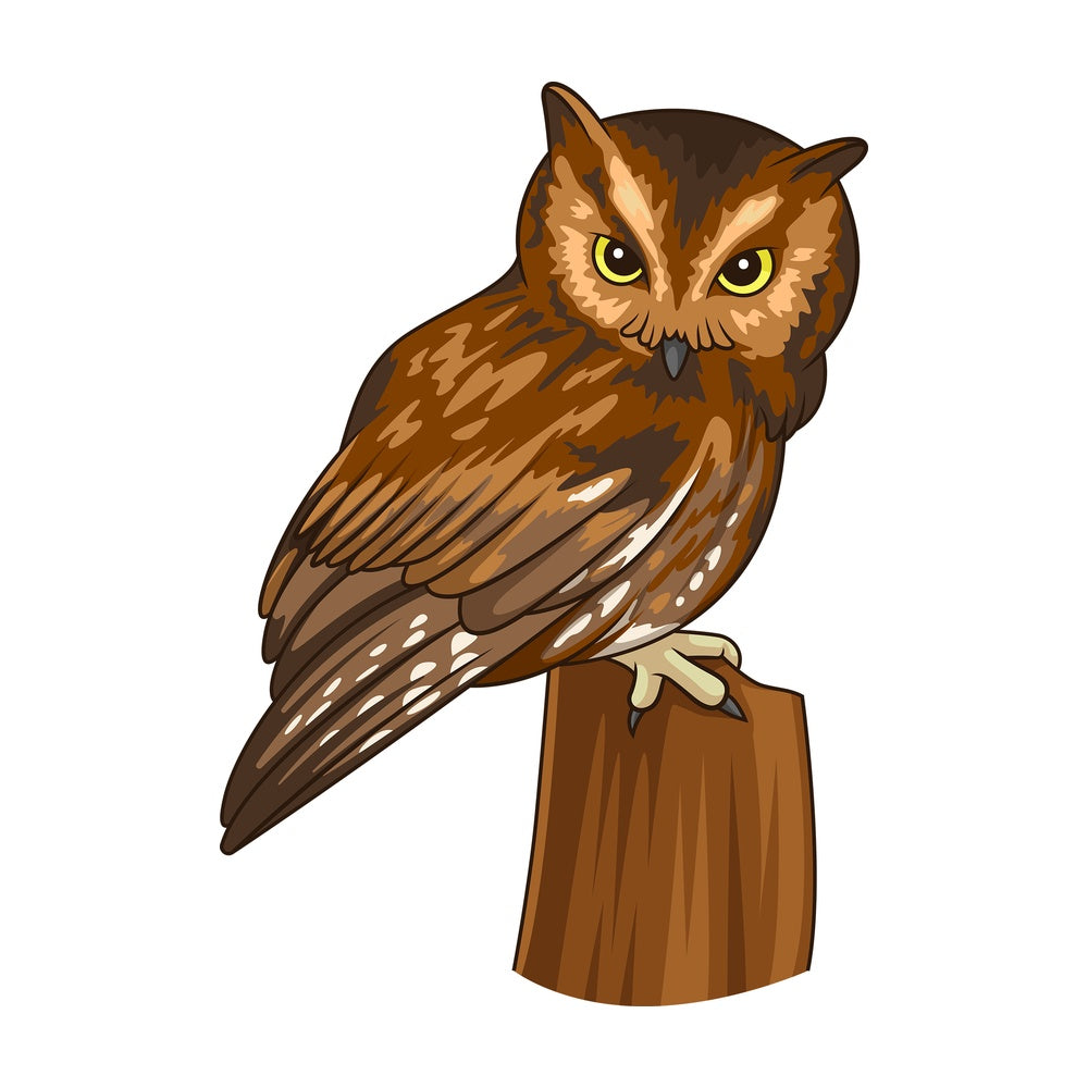 Eastern screech owl. PNG - JPG and vector EPS file formats (infinitely scalable). Image isolated on transparent background.