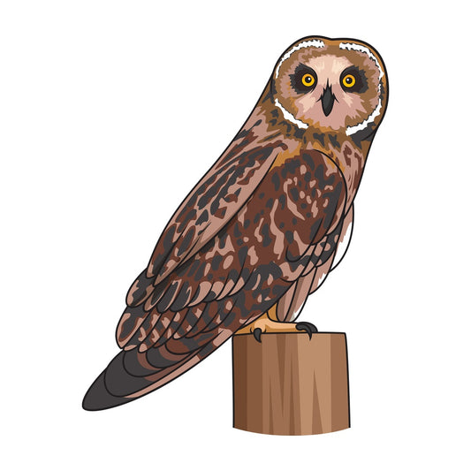 Short-Eared owl. PNG - JPG and vector EPS file formats (infinitely scalable). Image isolated on transparent background.