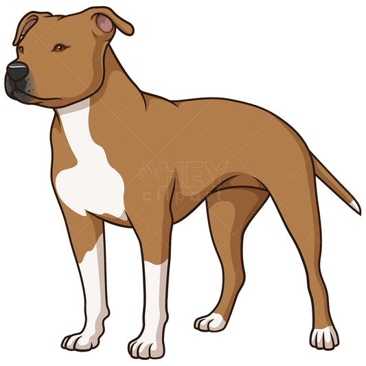 Royalty-free stock vector illustration of a gorgeous american staffordshire terrier.