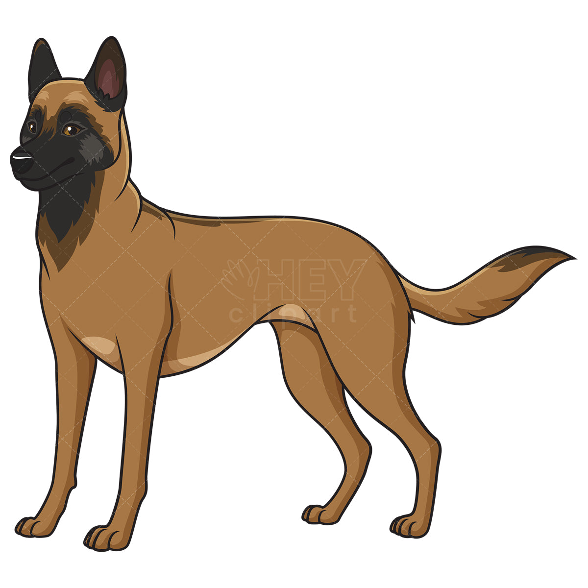 Royalty-free stock vector illustration of a gorgeous belgian shepherd.