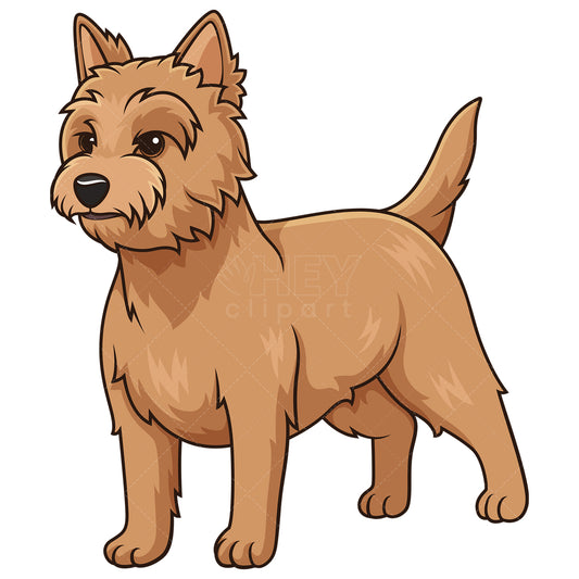 Royalty-free stock vector illustration of a gorgeous cairn terrier.