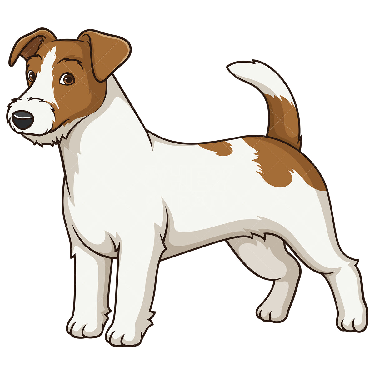 Royalty-free stock vector illustration of a gorgeous jack russell dog.