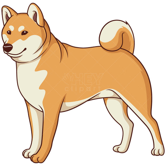 Royalty-free stock vector illustration of a gorgeous shiba inu.