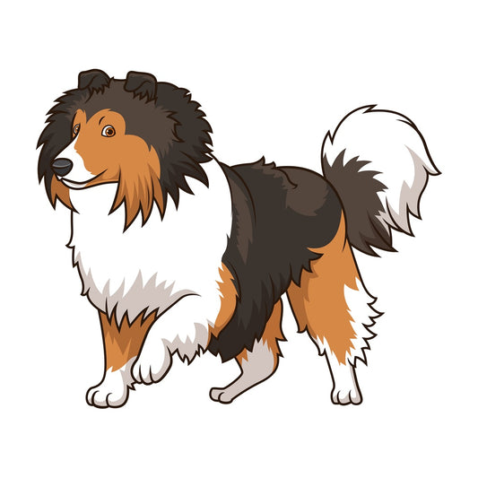 Sheltie walking. PNG - JPG and vector EPS (infinitely scalable).