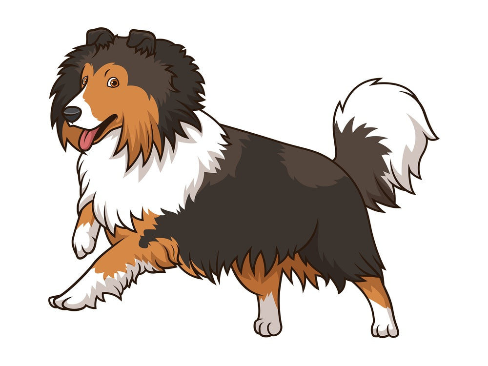 Shetland sheepdog dog running. PNG - JPG and vector EPS (infinitely scalable).