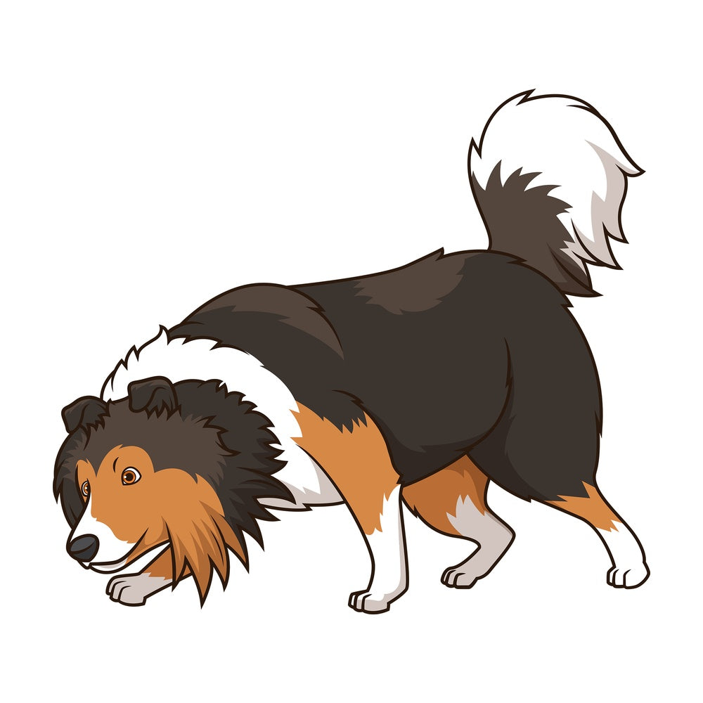 Shetland sheepdog dog sniffing. PNG - JPG and vector EPS (infinitely scalable).