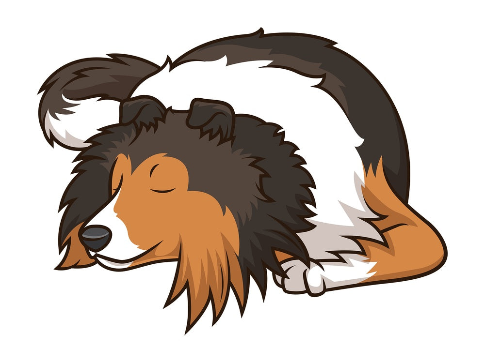 Sleeping shetland sheepdog dog. PNG - JPG and vector EPS (infinitely scalable).