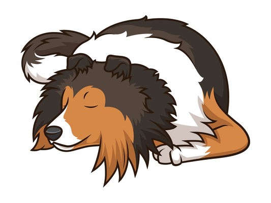 Sleeping shetland sheepdog dog. PNG - JPG and vector EPS (infinitely scalable).