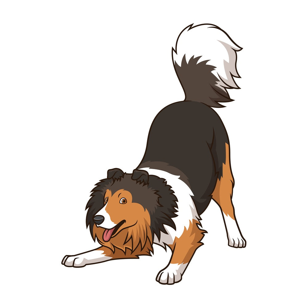 Playful sheltie dog. PNG - JPG and vector EPS (infinitely scalable).