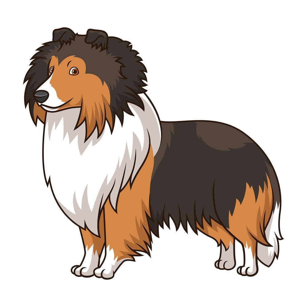 Gorgeous shetland sheepdog dog. PNG - JPG and vector EPS (infinitely scalable).