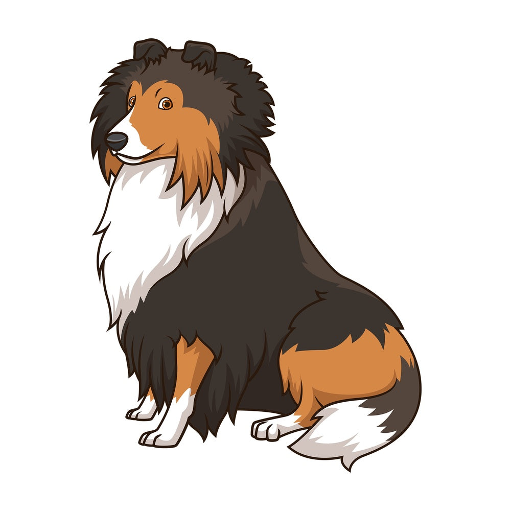 Obedient shetland sheepdog sitting. PNG - JPG and vector EPS (infinitely scalable).