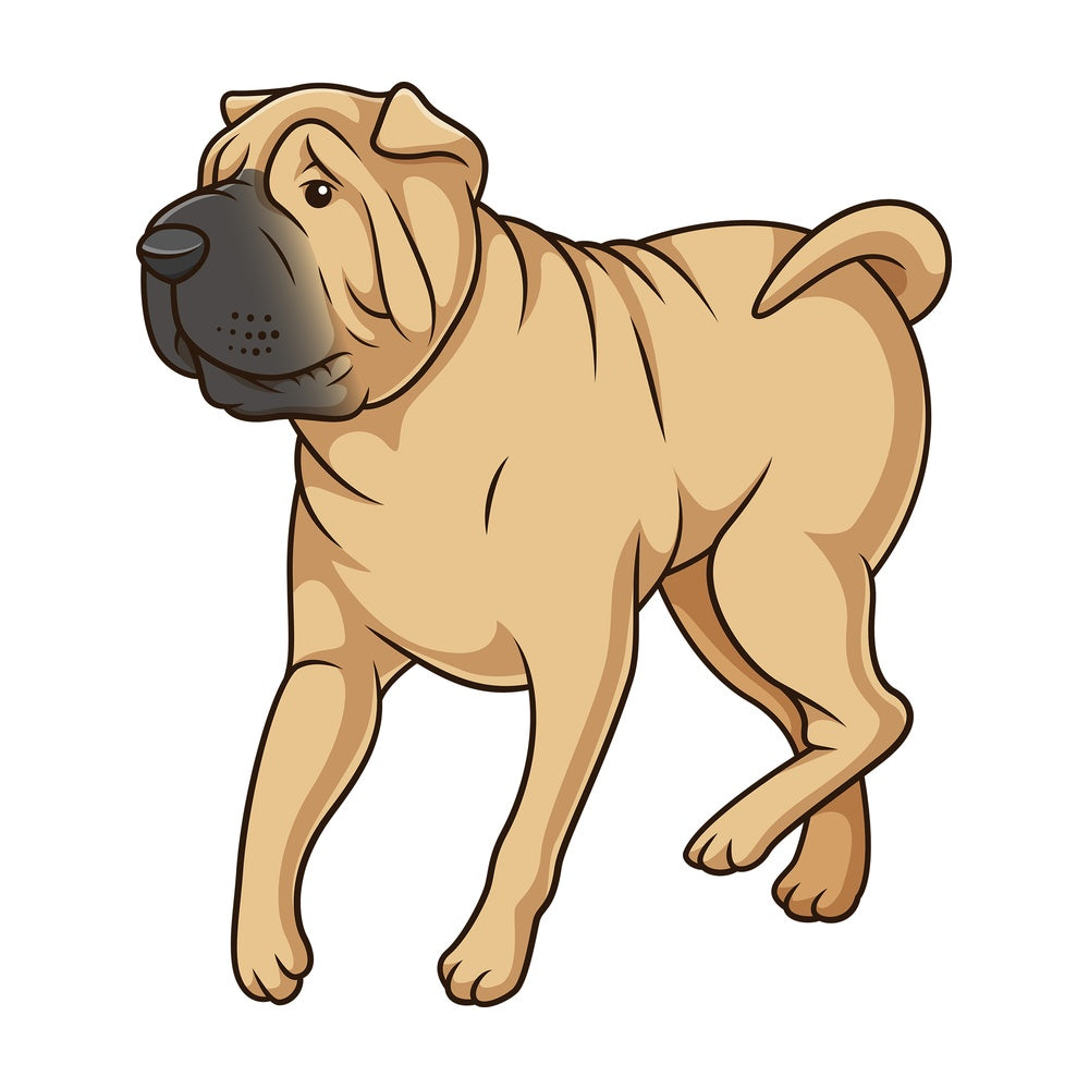 Shar pei dog walking. PNG - JPG and vector EPS (infinitely scalable).