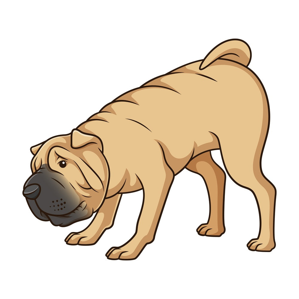 Shar pei dog sniffing. PNG - JPG and vector EPS (infinitely scalable).