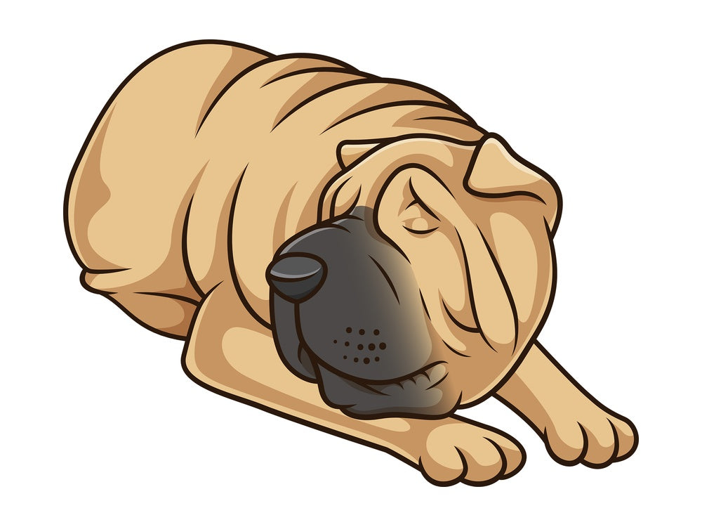 Sleeping shar pei dog. PNG - JPG and vector EPS (infinitely scalable).