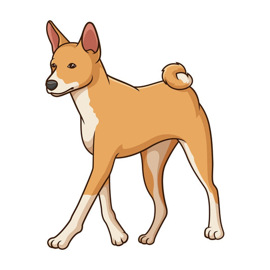 Basenji dog walking. PNG - JPG and vector EPS (infinitely scalable).