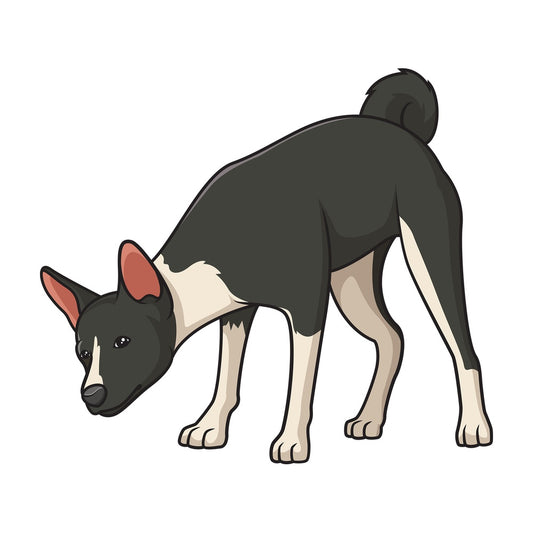 Basenji dog sniffing. PNG - JPG and vector EPS (infinitely scalable).