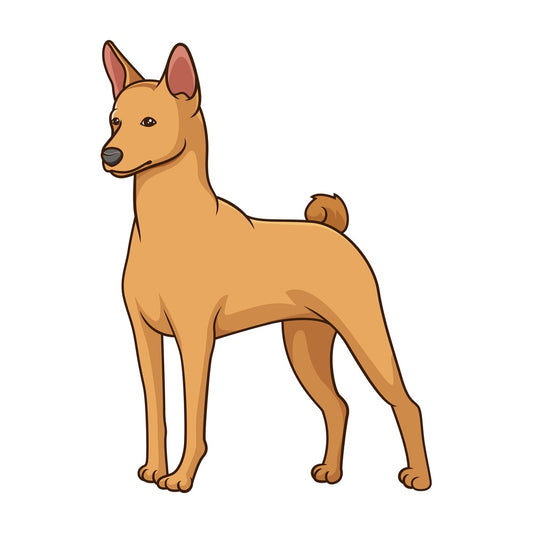 Gorgeous basenji dog. PNG - JPG and vector EPS (infinitely scalable).
