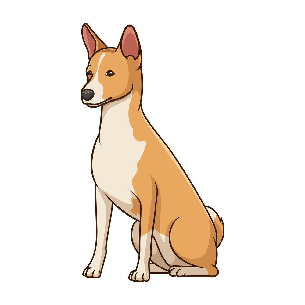 Obedient basenji dog sitting. PNG - JPG and vector EPS (infinitely scalable).